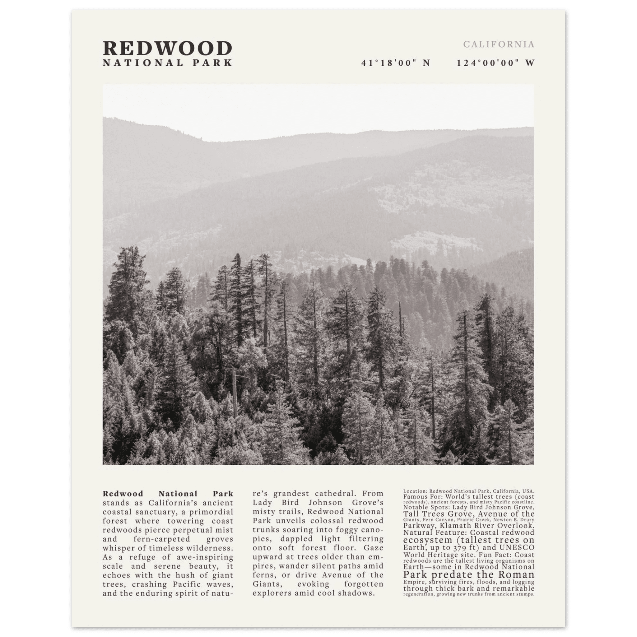 Redwood National Park Poster Black and White – Vintage Foggy Redwood Forest Print - Evergreen Posters