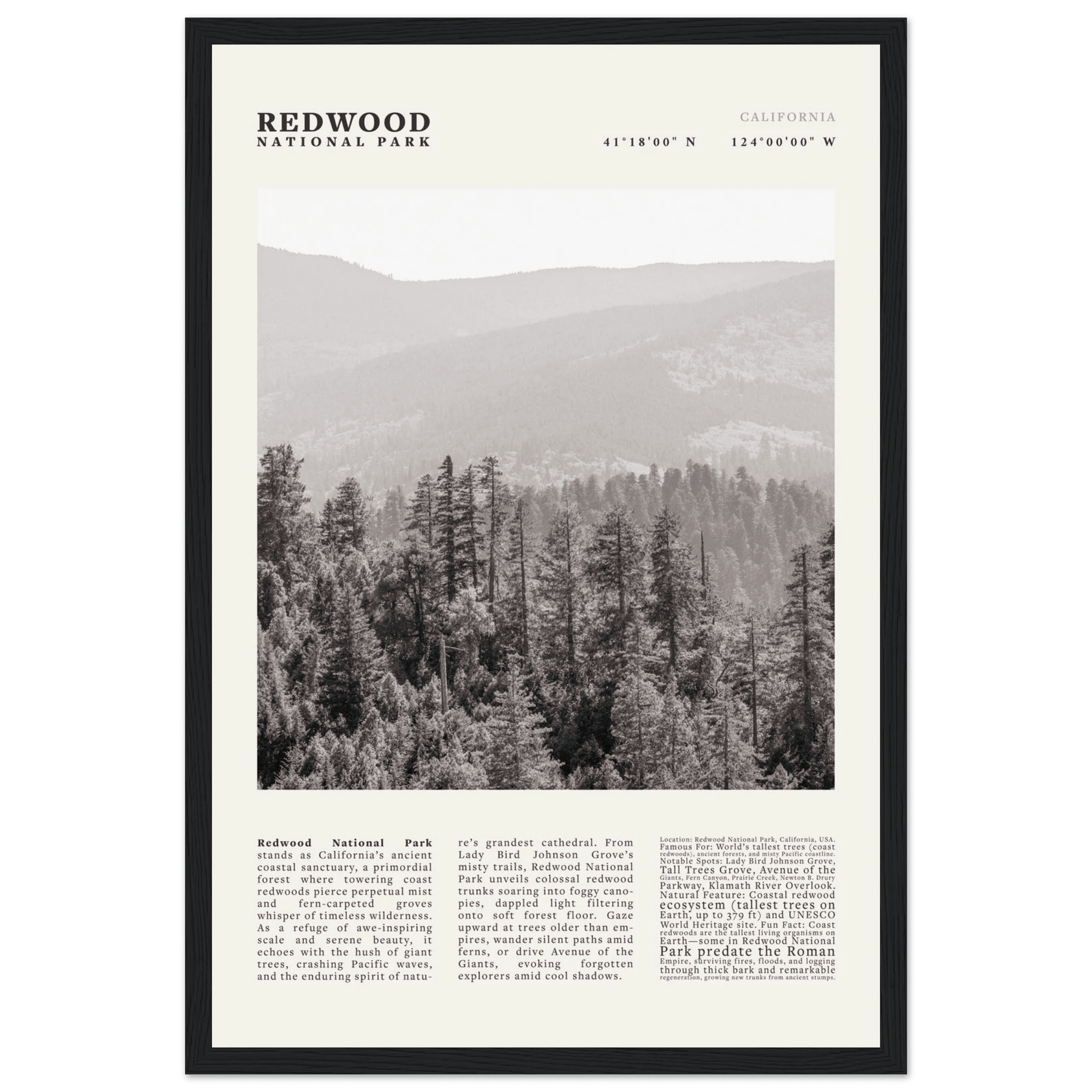 Redwood National Park Poster Black and White – Vintage Foggy Redwood Forest Print - Evergreen Posters