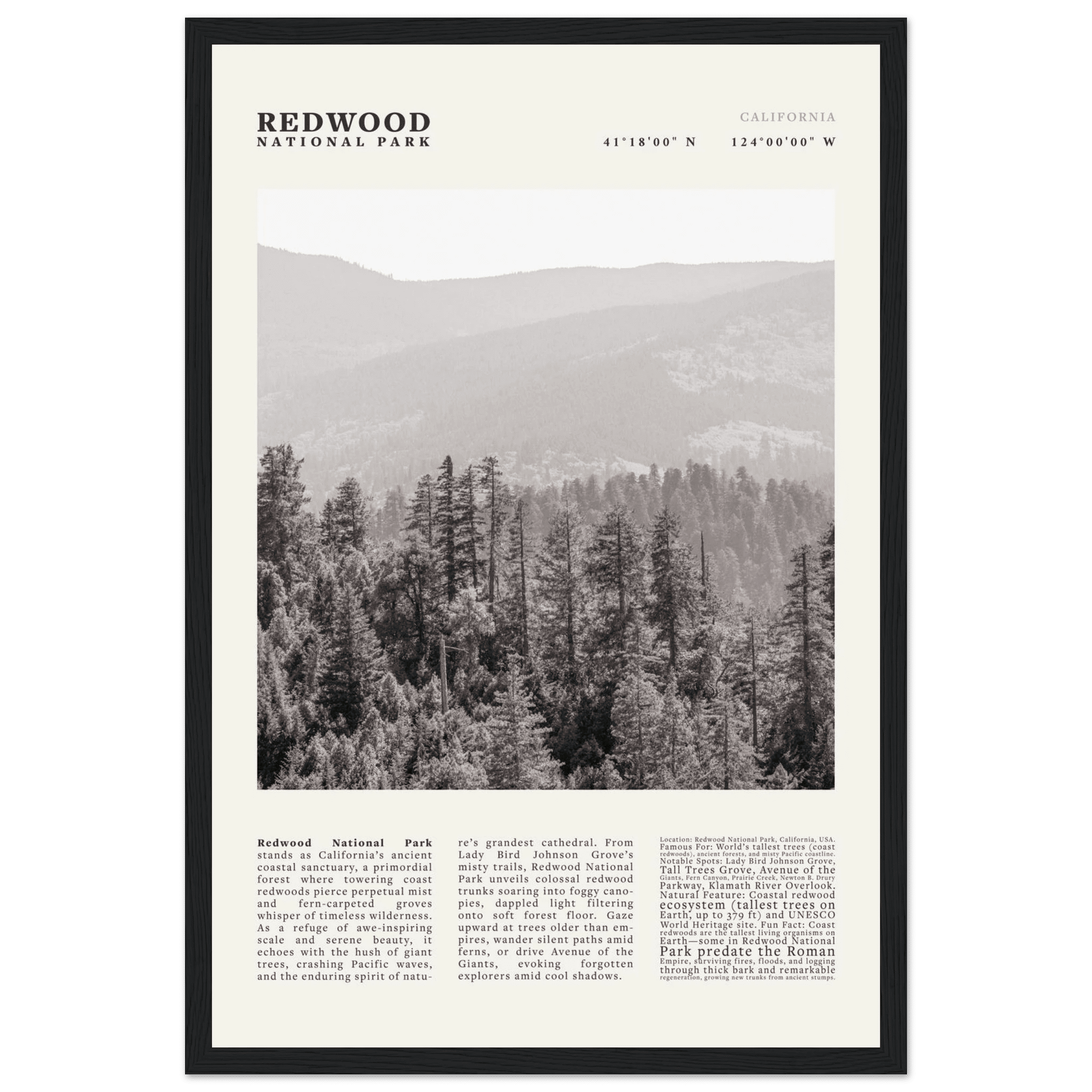Redwood National Park Poster Black and White – Vintage Foggy Redwood Forest Print - Evergreen Posters