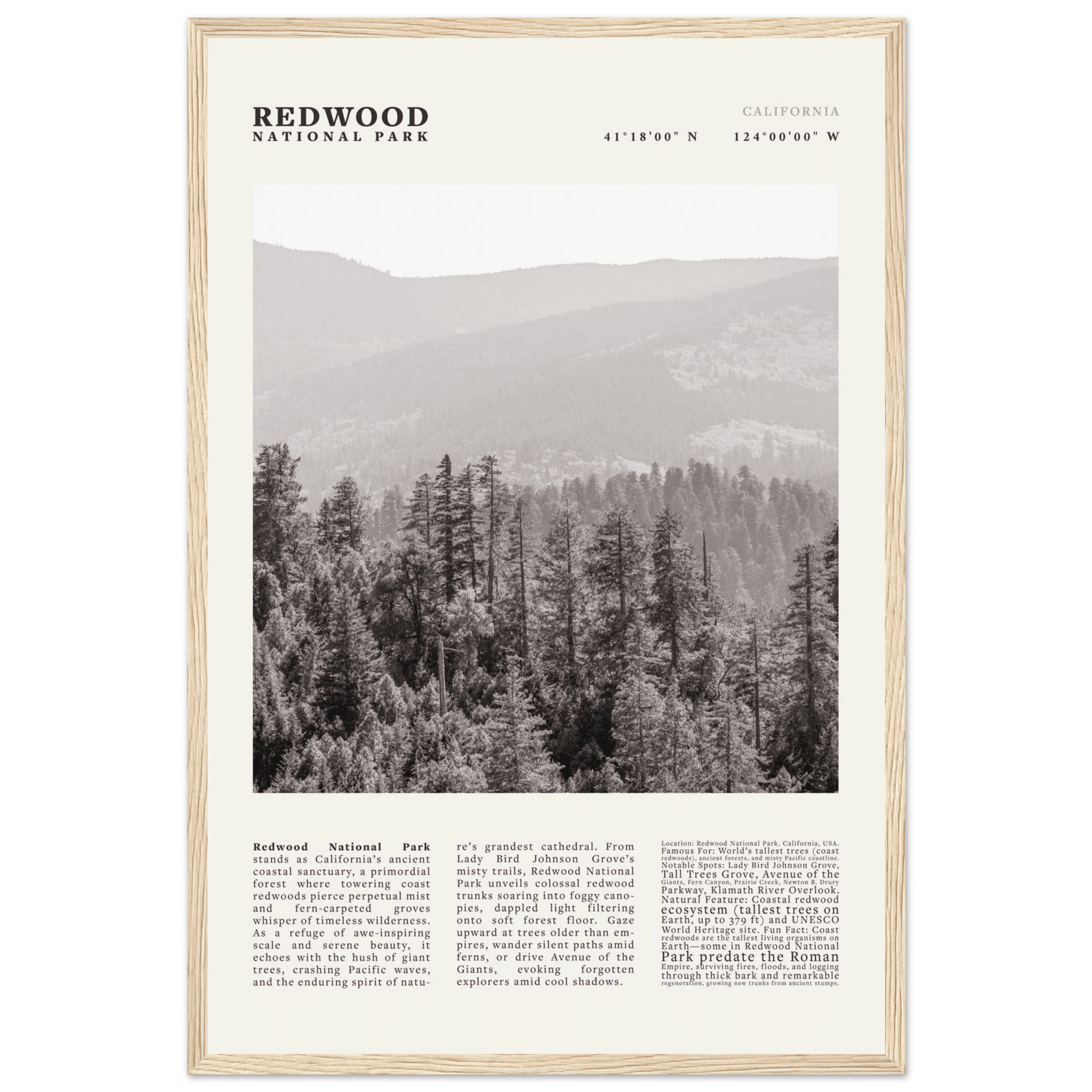 Redwood National Park Poster Black and White – Vintage Foggy Redwood Forest Print - Evergreen Posters