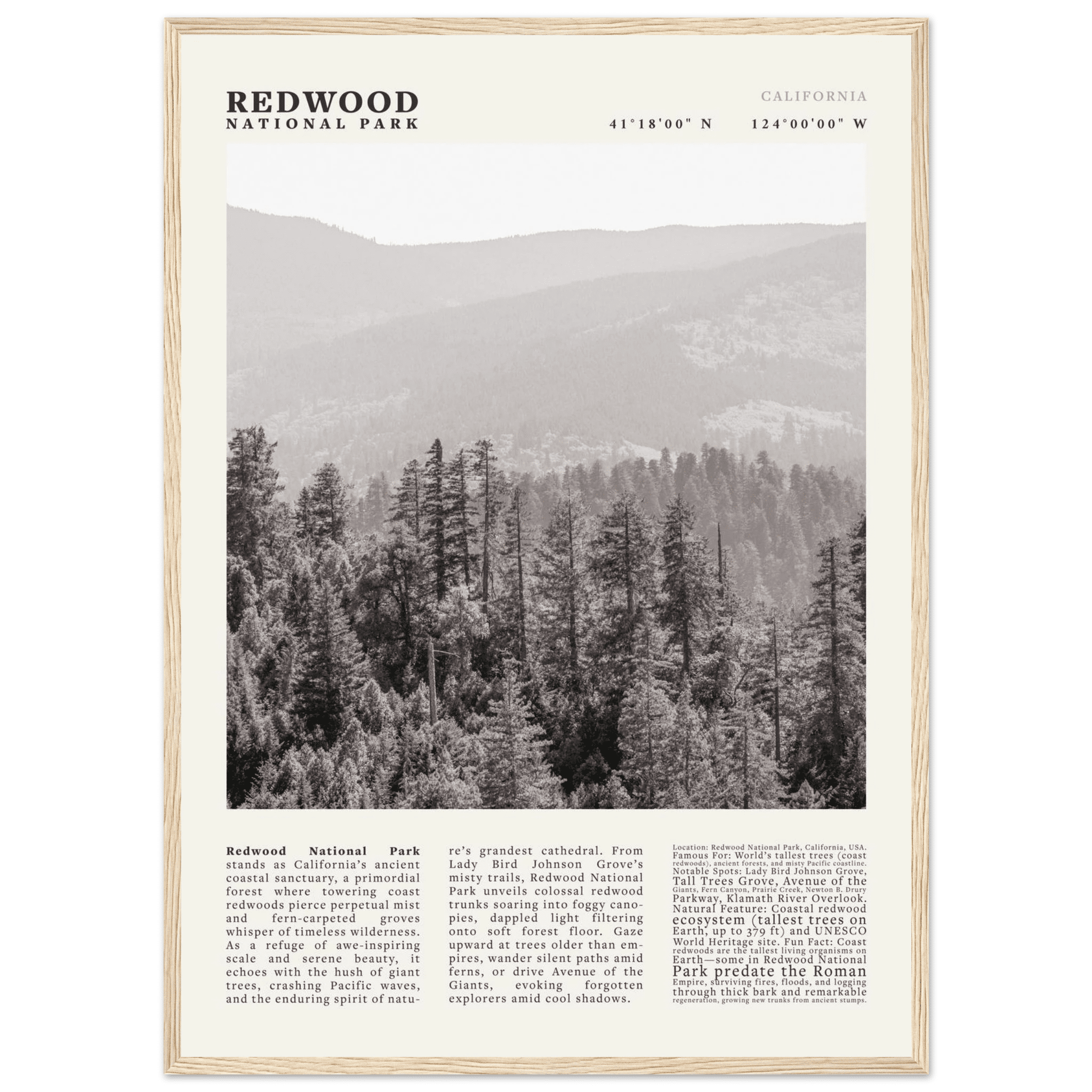 Redwood National Park Poster Black and White – Vintage Foggy Redwood Forest Print - Evergreen Posters