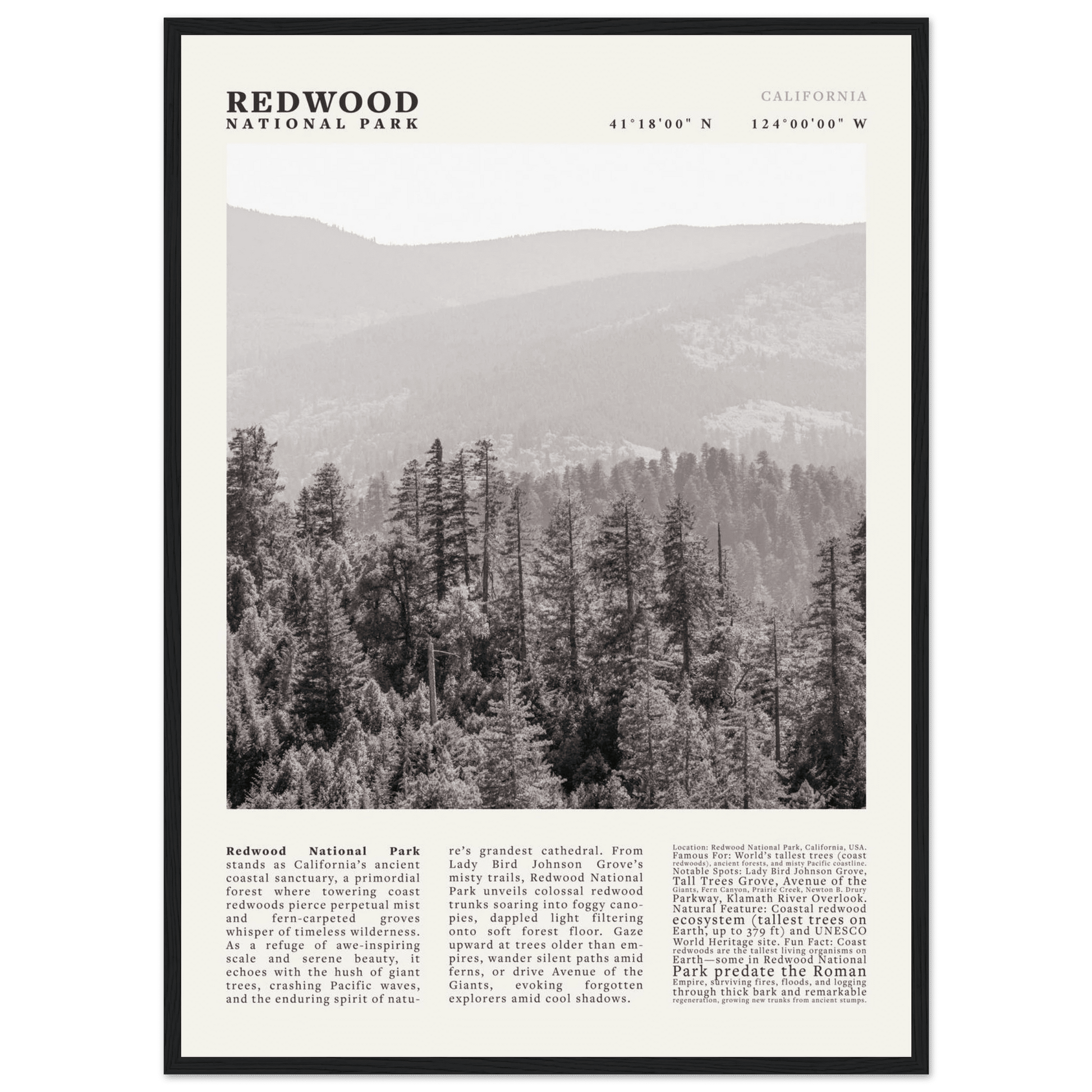 Redwood National Park Poster Black and White – Vintage Foggy Redwood Forest Print - Evergreen Posters