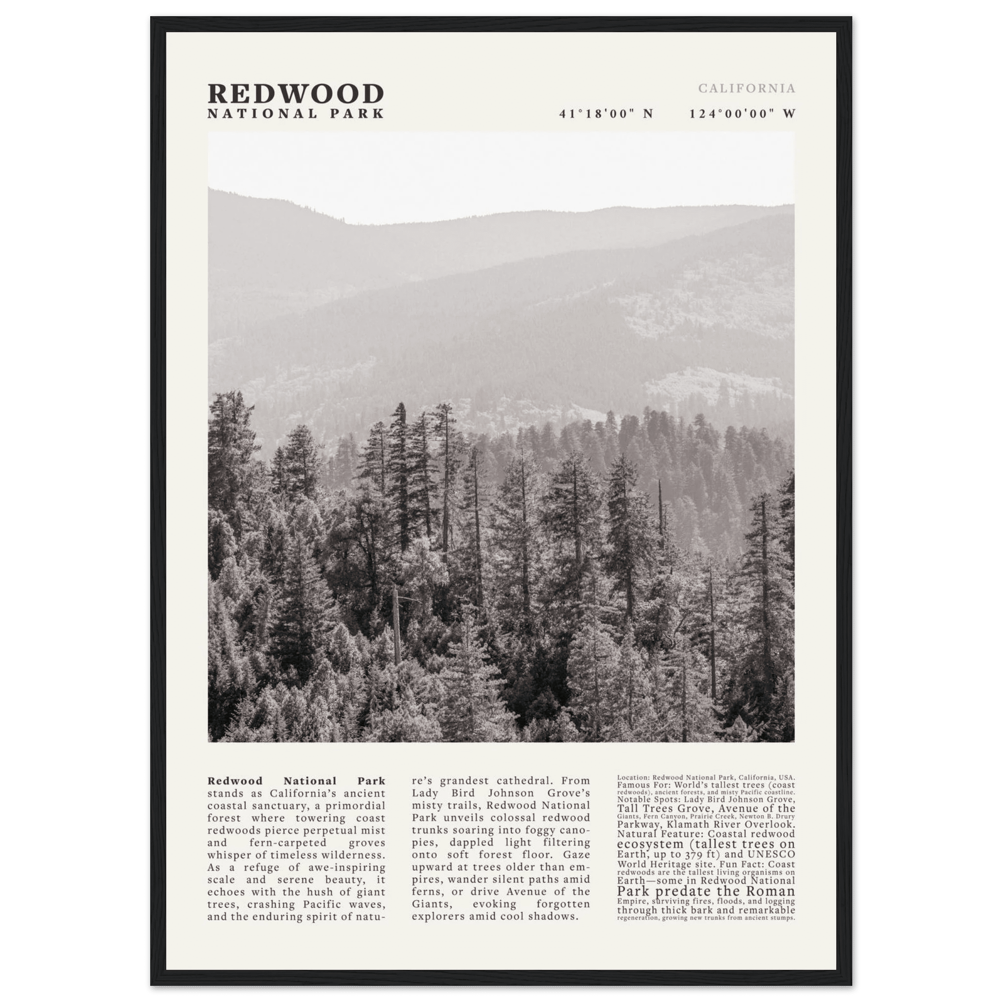 Redwood National Park Poster Black and White – Vintage Foggy Redwood Forest Print - Evergreen Posters