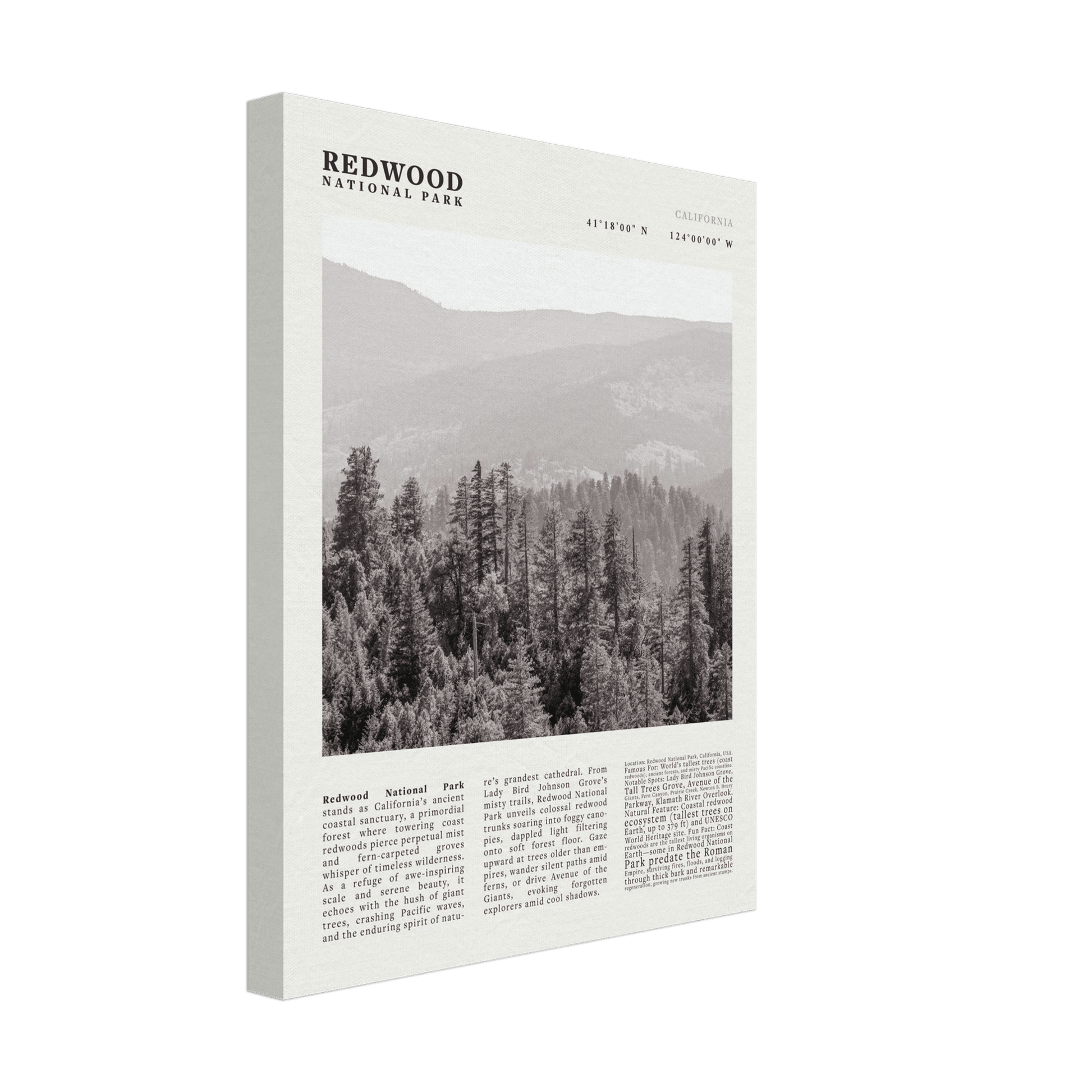 Redwood National Park Poster Black and White – Vintage Foggy Redwood Forest Print - Evergreen Posters