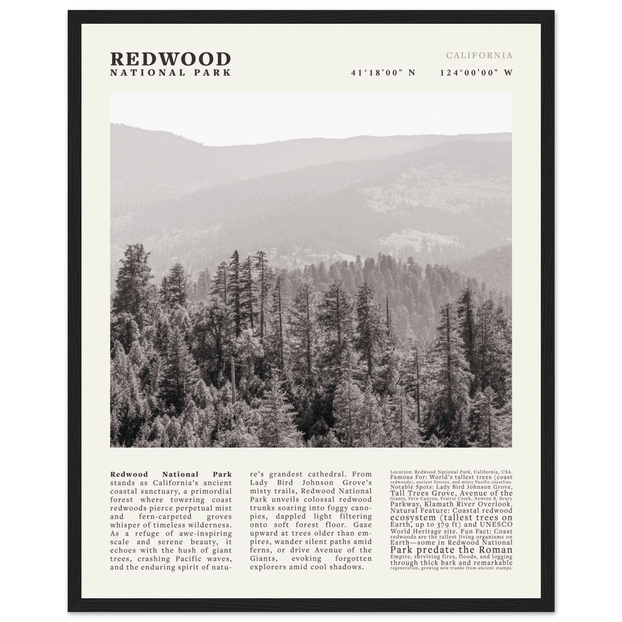 Redwood National Park Poster Black and White – Vintage Foggy Redwood Forest Print - Evergreen Posters