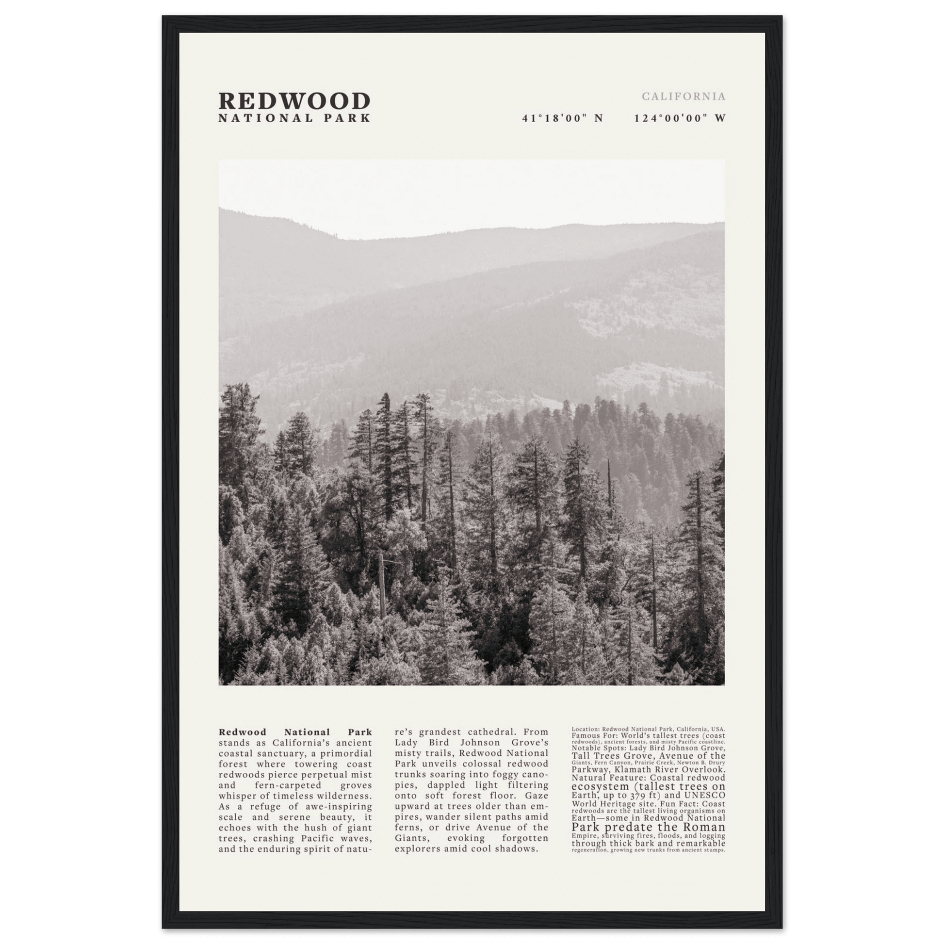 Redwood National Park Poster Black and White – Vintage Foggy Redwood Forest Print - Evergreen Posters