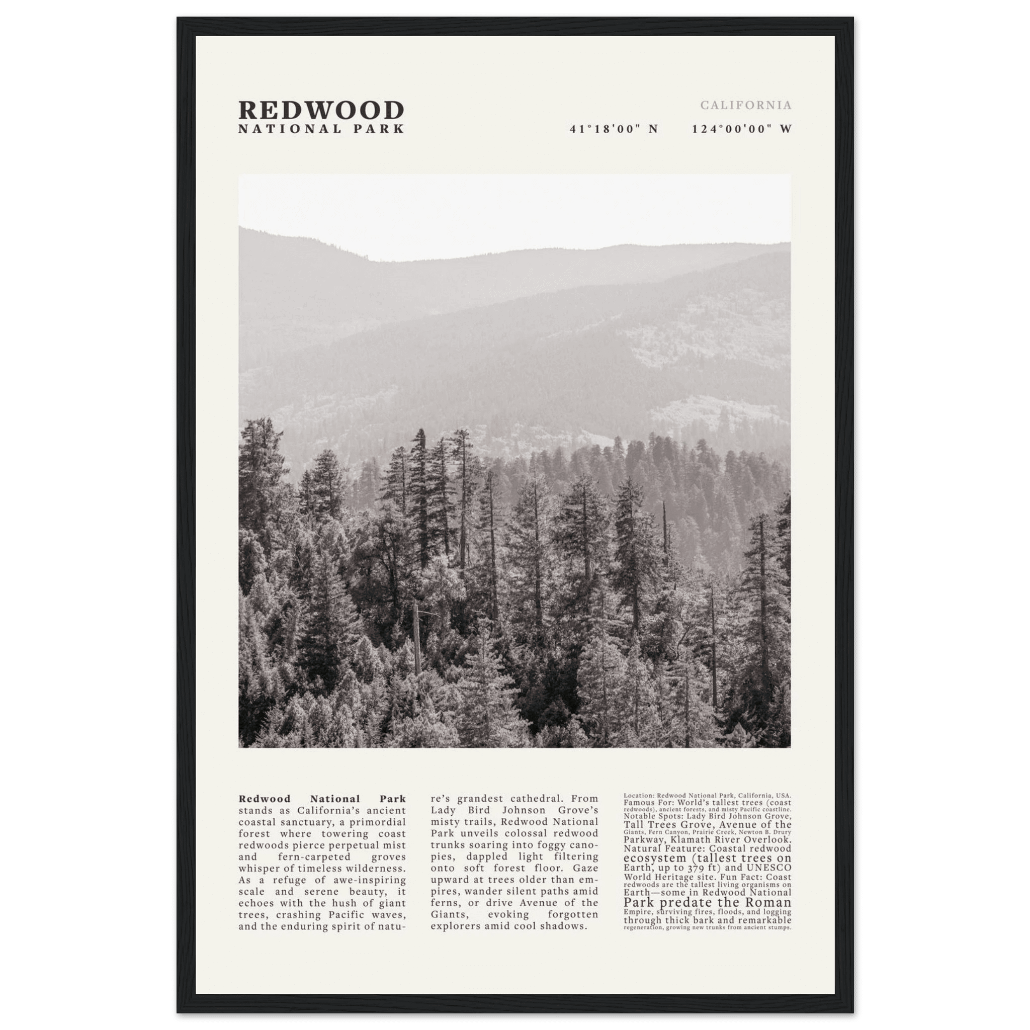 Redwood National Park Poster Black and White – Vintage Foggy Redwood Forest Print - Evergreen Posters