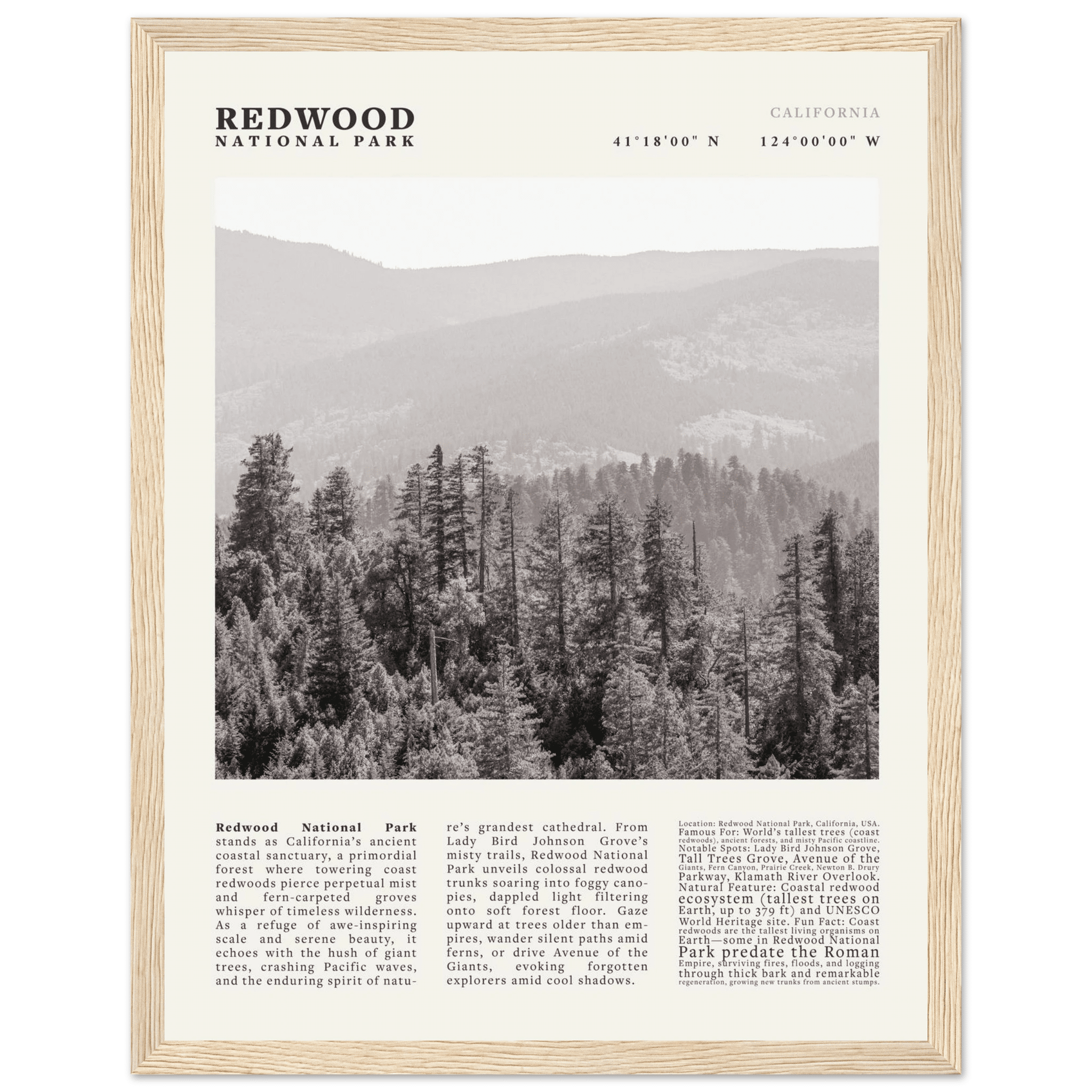 Redwood National Park Poster Black and White – Vintage Foggy Redwood Forest Print - Evergreen Posters