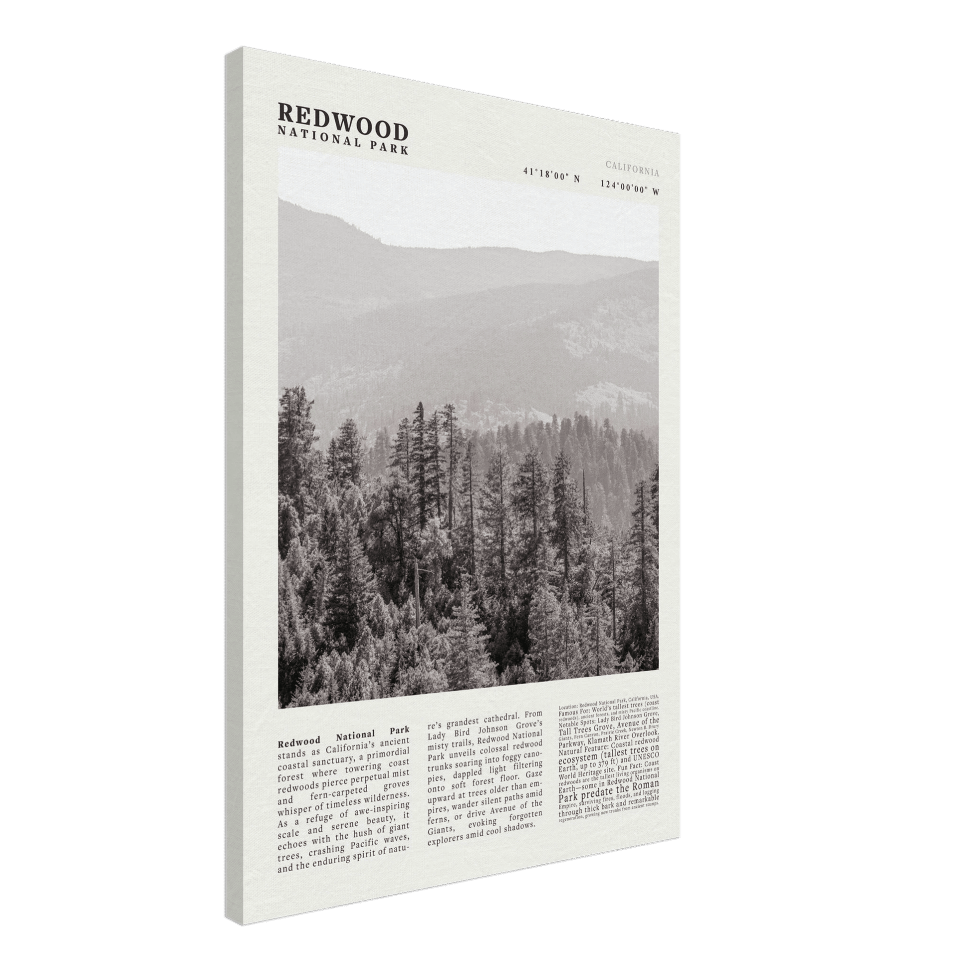 Redwood National Park Poster Black and White – Vintage Foggy Redwood Forest Print - Evergreen Posters