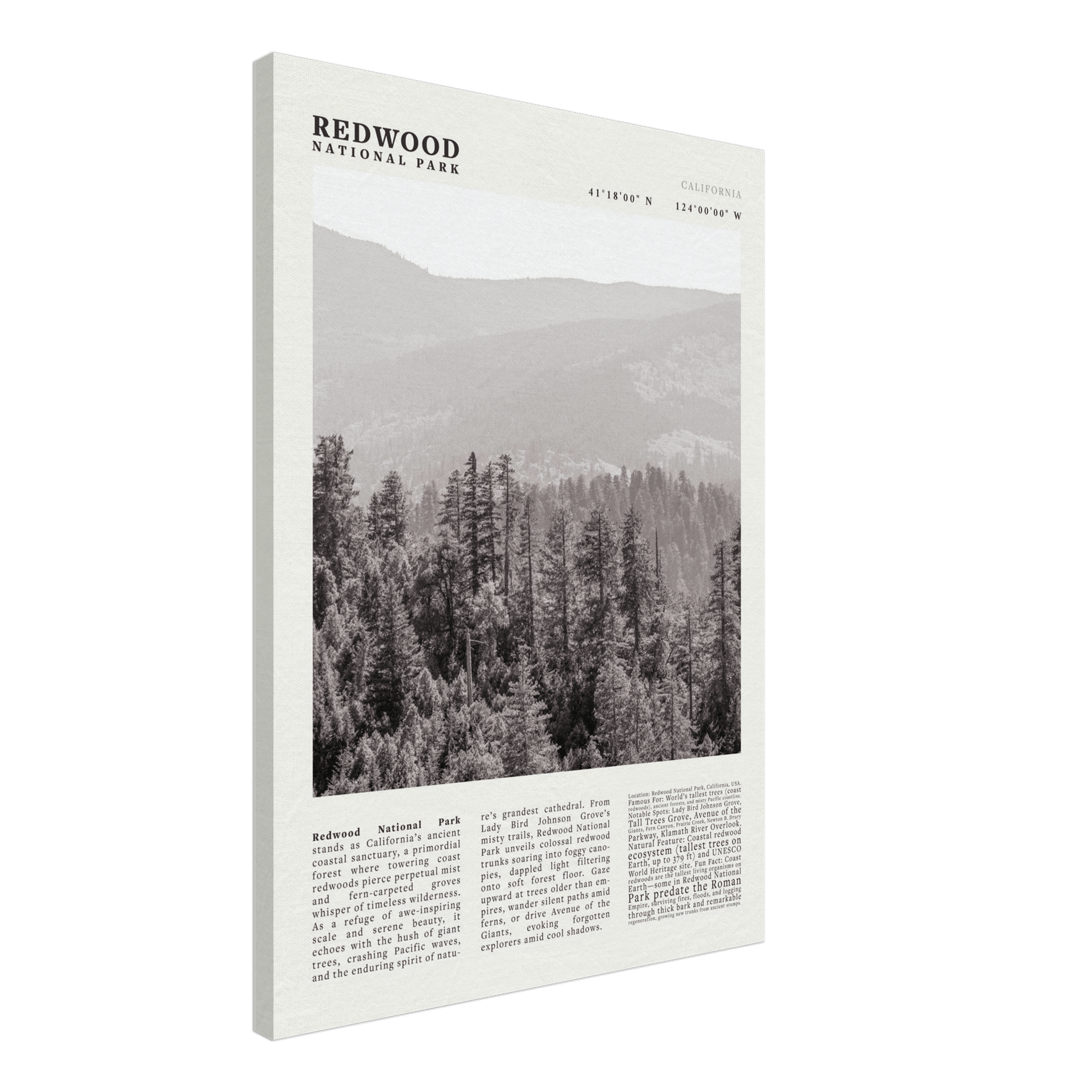 Redwood National Park Poster Black and White – Vintage Foggy Redwood Forest Print - Evergreen Posters