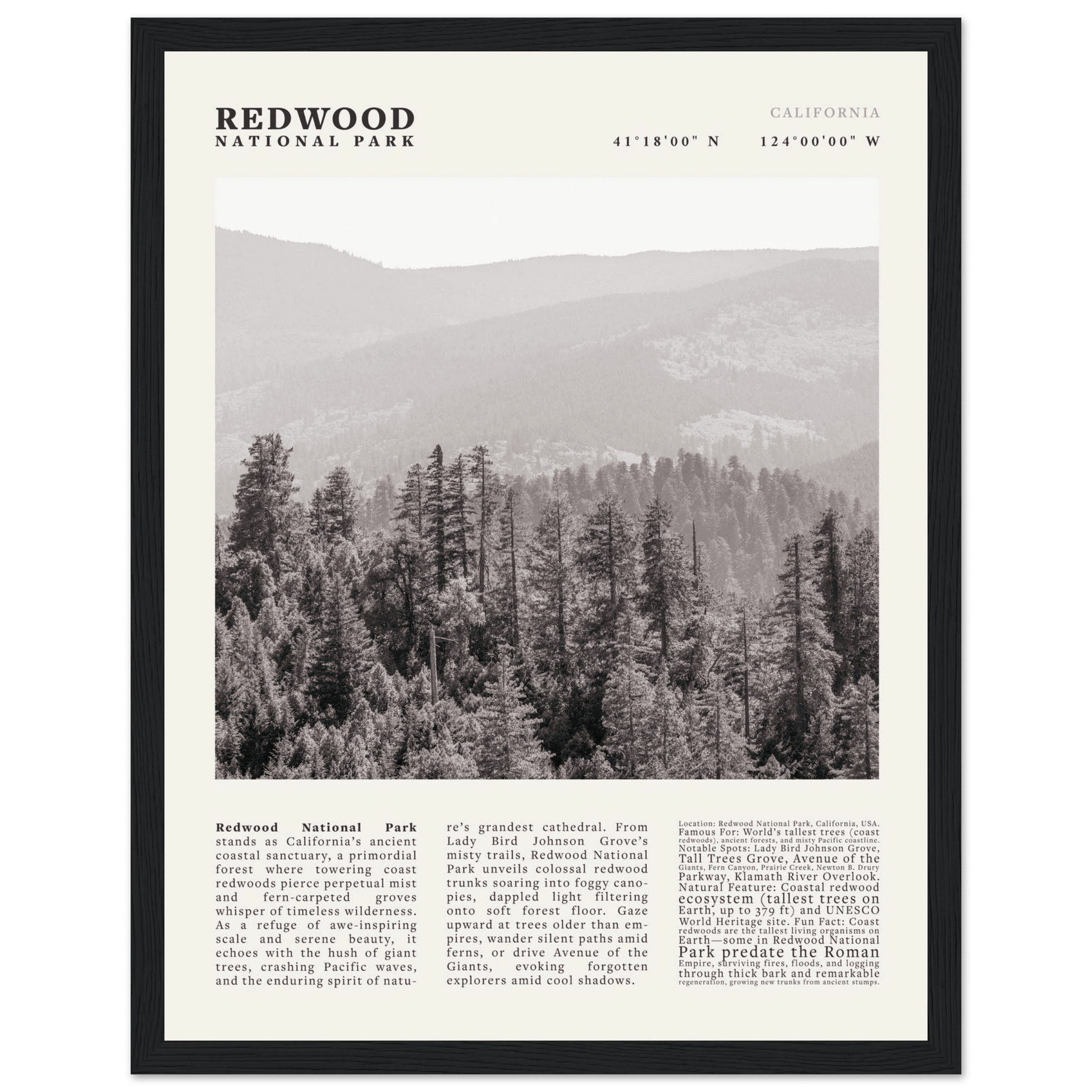 Redwood National Park Poster Black and White – Vintage Foggy Redwood Forest Print - Evergreen Posters