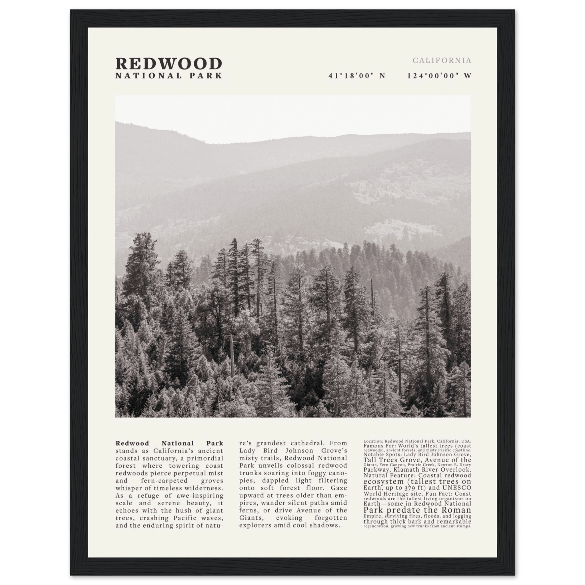 Redwood National Park Poster Black and White – Vintage Foggy Redwood Forest Print - Evergreen Posters