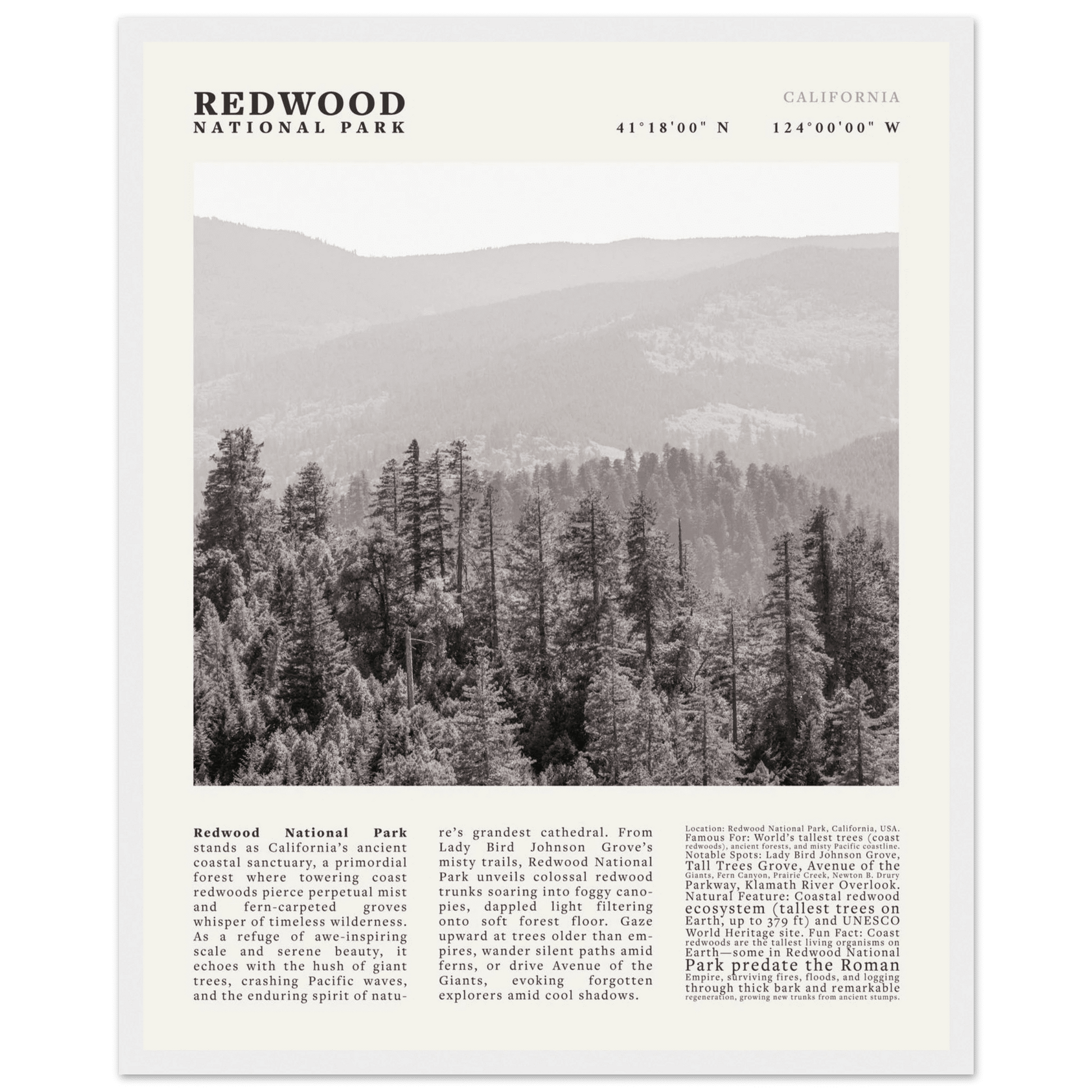 Redwood National Park Poster Black and White – Vintage Foggy Redwood Forest Print - Evergreen Posters
