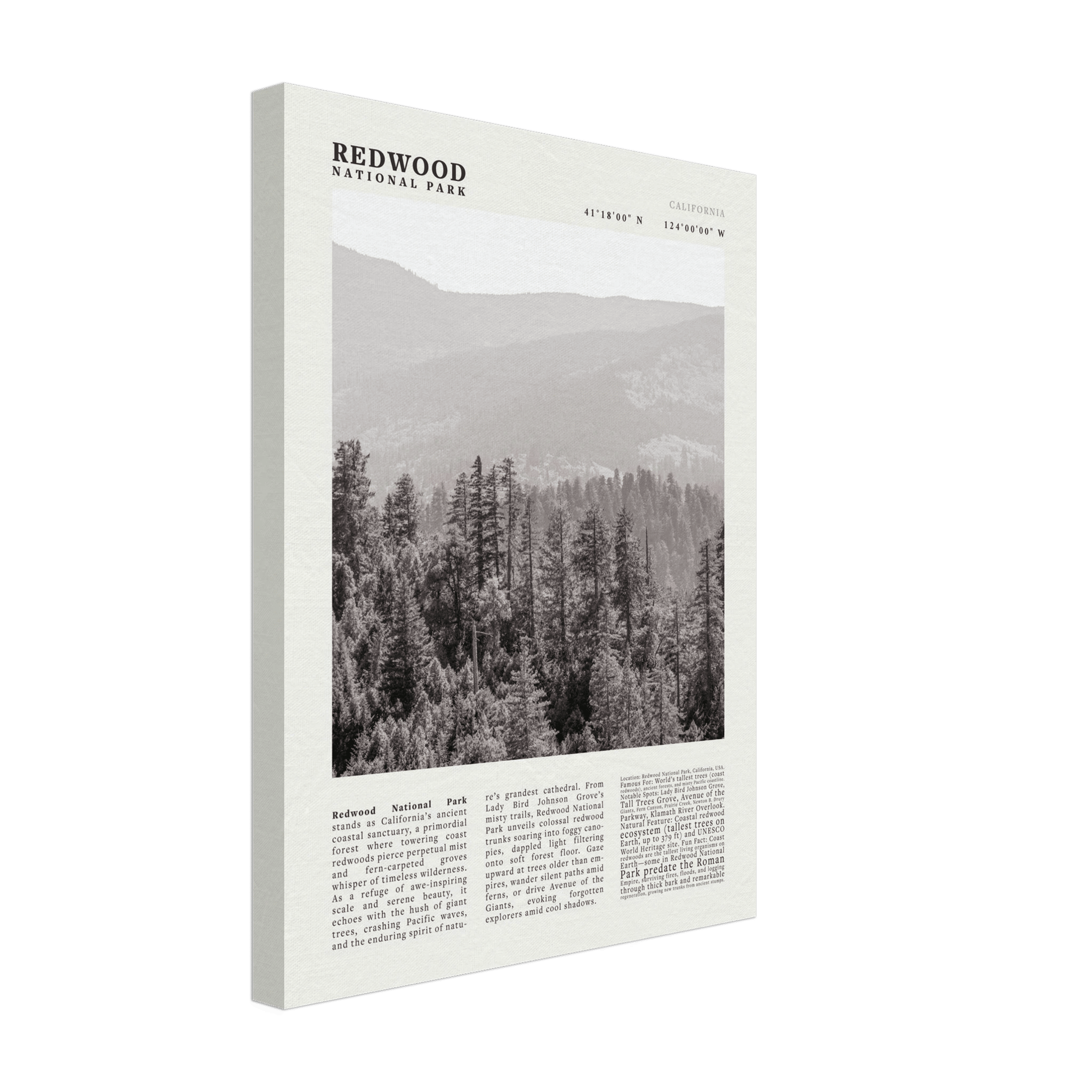 Redwood National Park Poster Black and White – Vintage Foggy Redwood Forest Print - Evergreen Posters