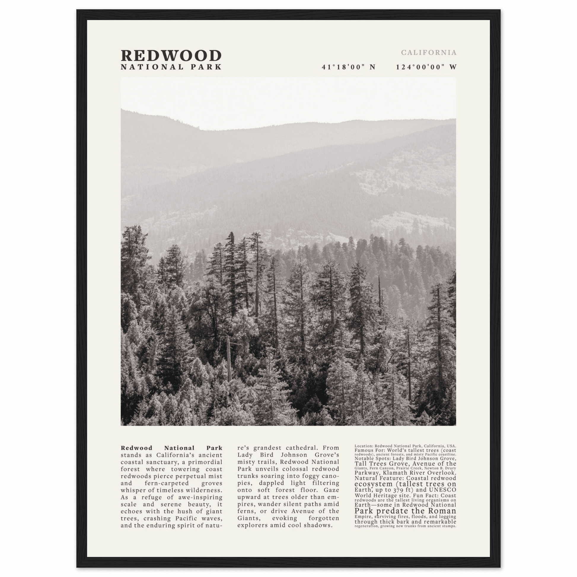 Redwood National Park Poster Black and White – Vintage Foggy Redwood Forest Print - Evergreen Posters