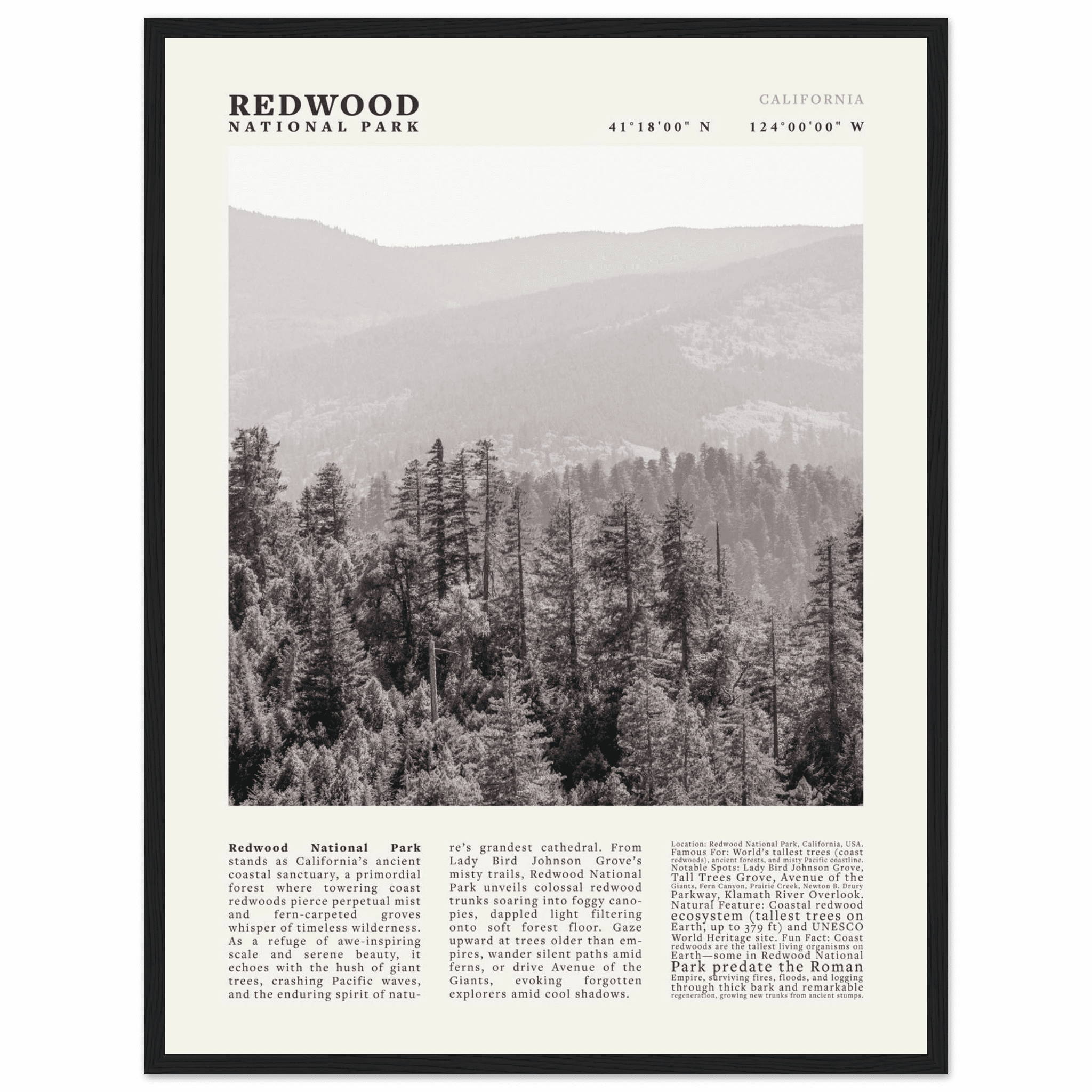 Redwood National Park Poster Black and White – Vintage Foggy Redwood Forest Print - Evergreen Posters