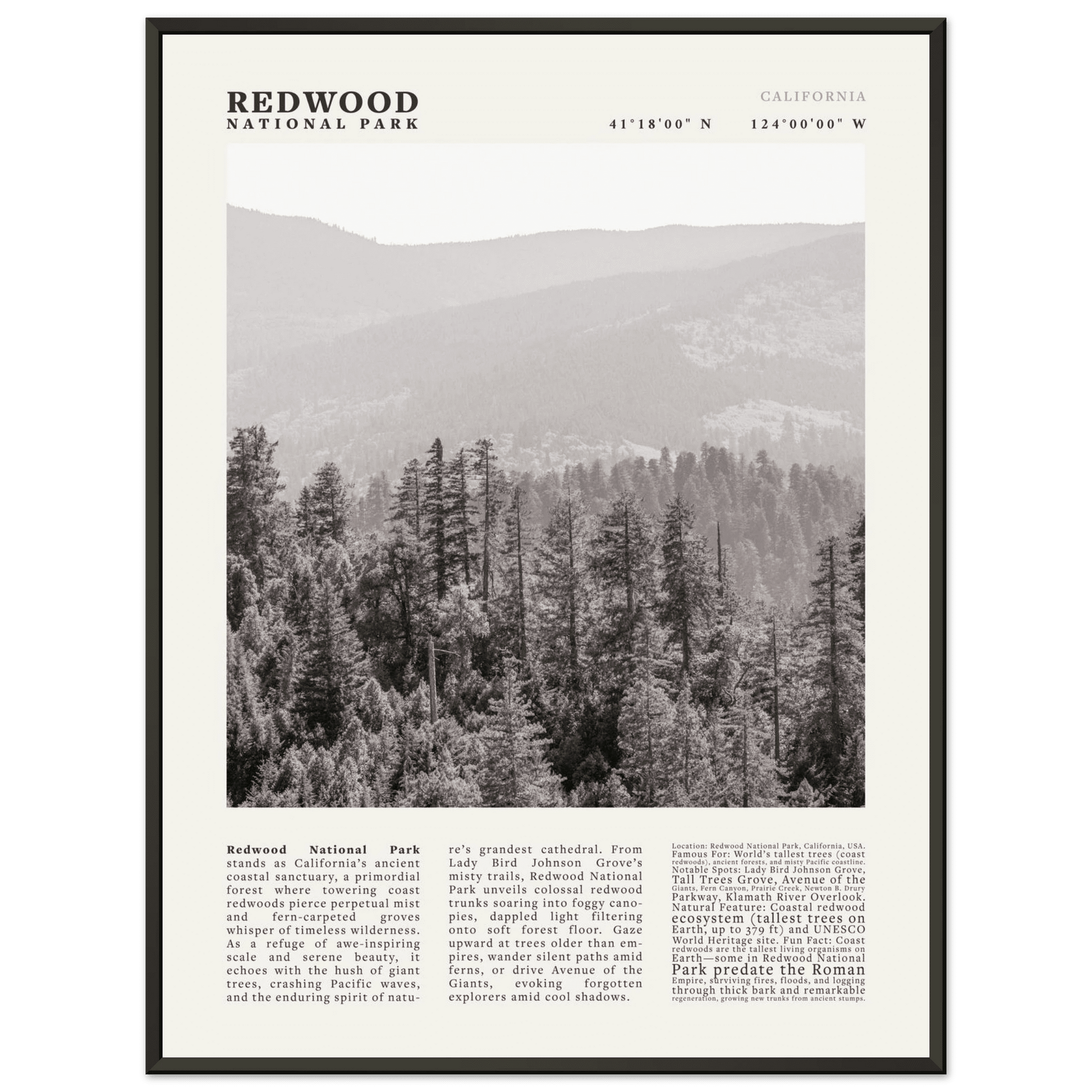 Redwood National Park Poster Black and White – Vintage Foggy Redwood Forest Print - Evergreen Posters
