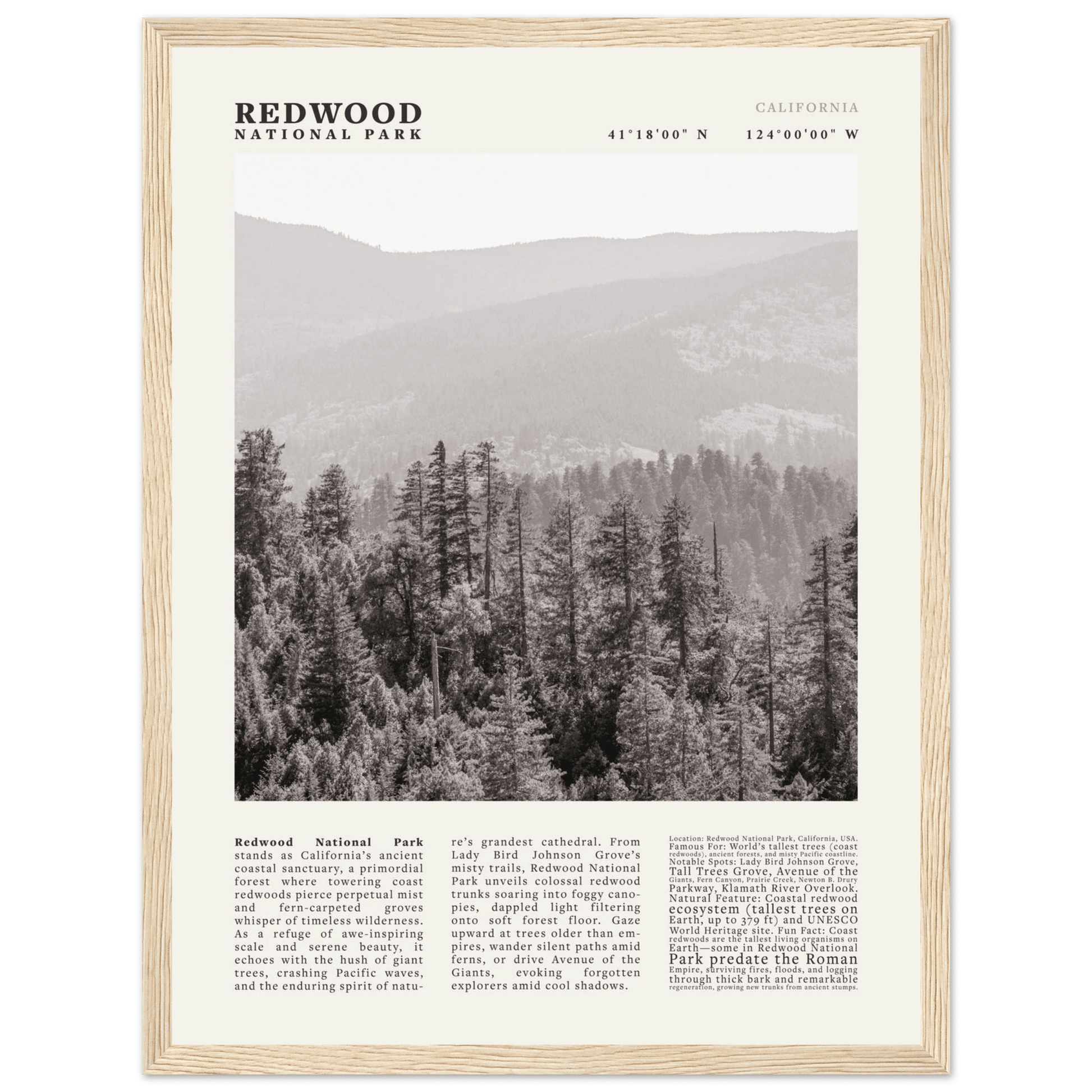 Redwood National Park Poster Black and White – Vintage Foggy Redwood Forest Print - Evergreen Posters