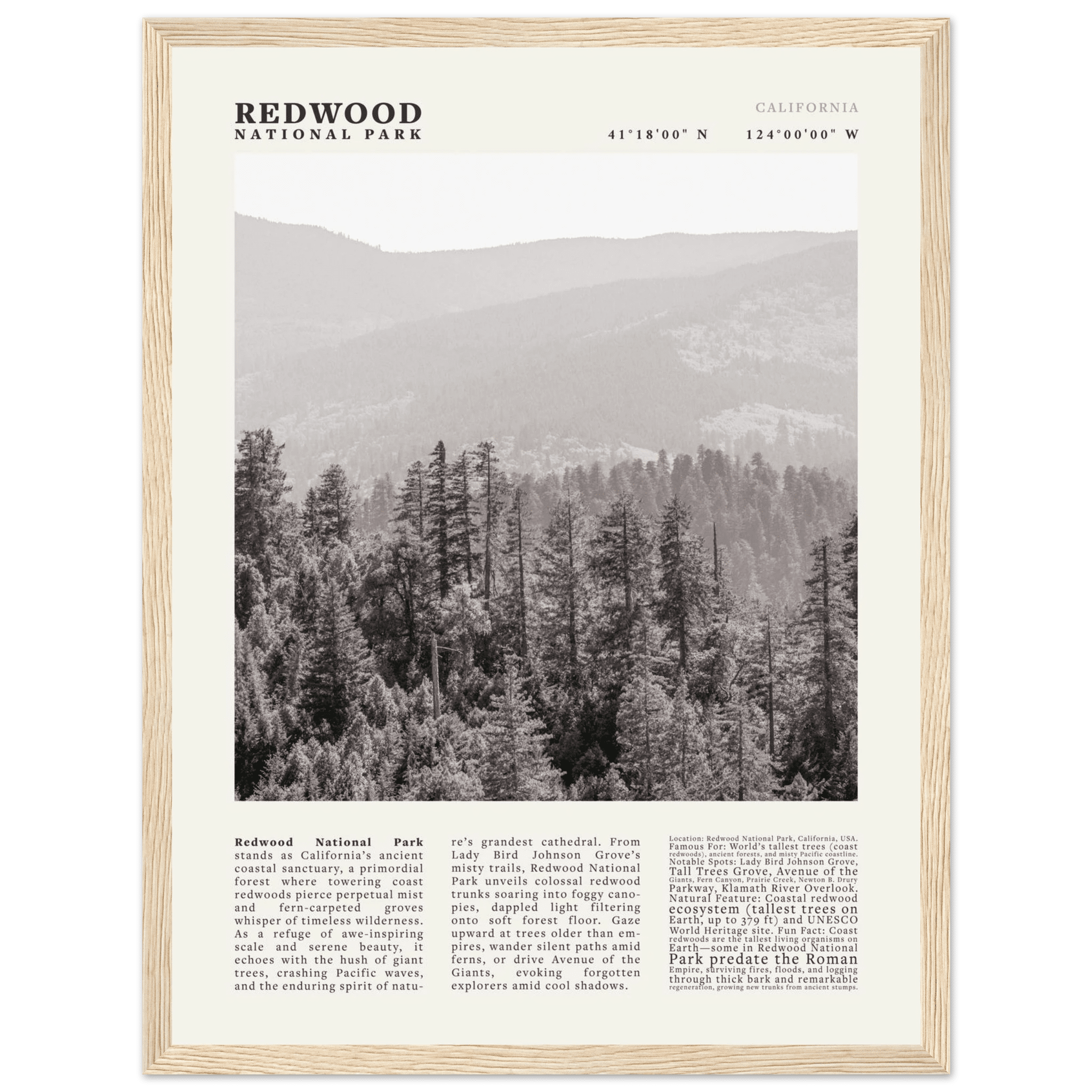 Redwood National Park Poster Black and White – Vintage Foggy Redwood Forest Print - Evergreen Posters