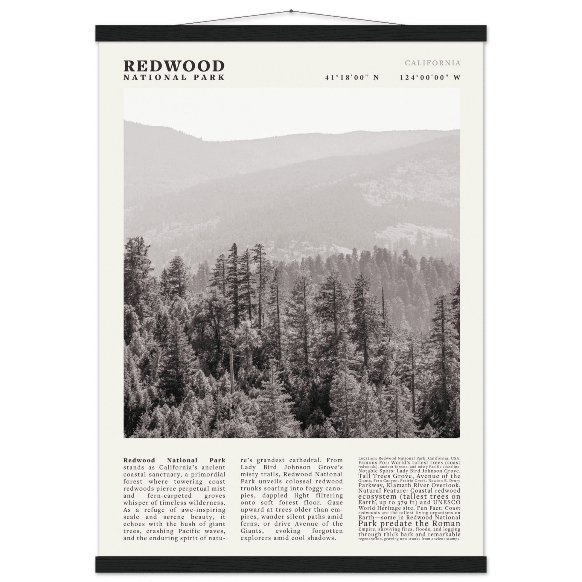 Redwood National Park Poster Black and White – Vintage Foggy Redwood Forest Print - Evergreen Posters