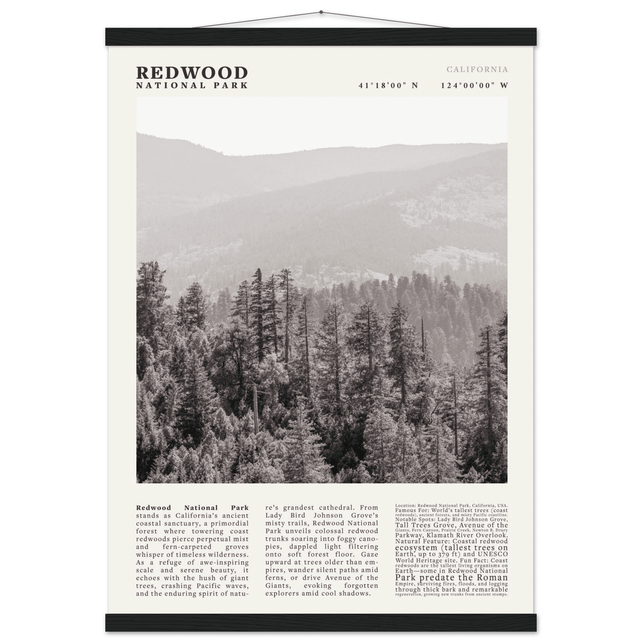 Redwood National Park Poster Black and White – Vintage Foggy Redwood Forest Print - Evergreen Posters