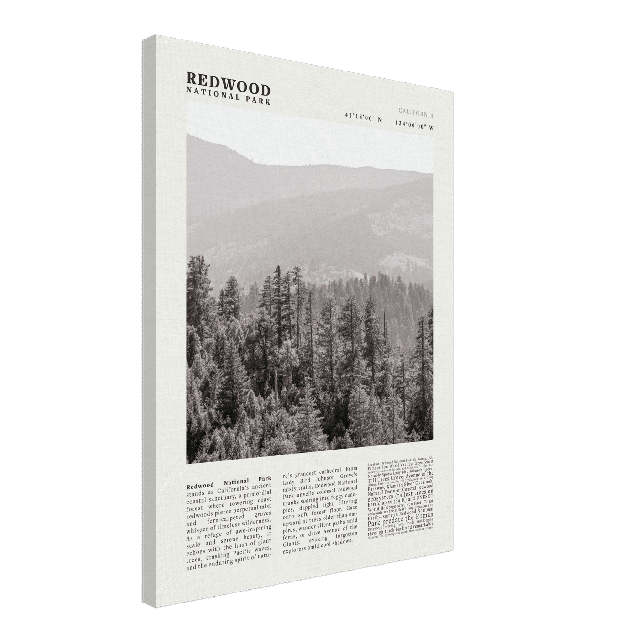Redwood National Park Poster Black and White – Vintage Foggy Redwood Forest Print - Evergreen Posters