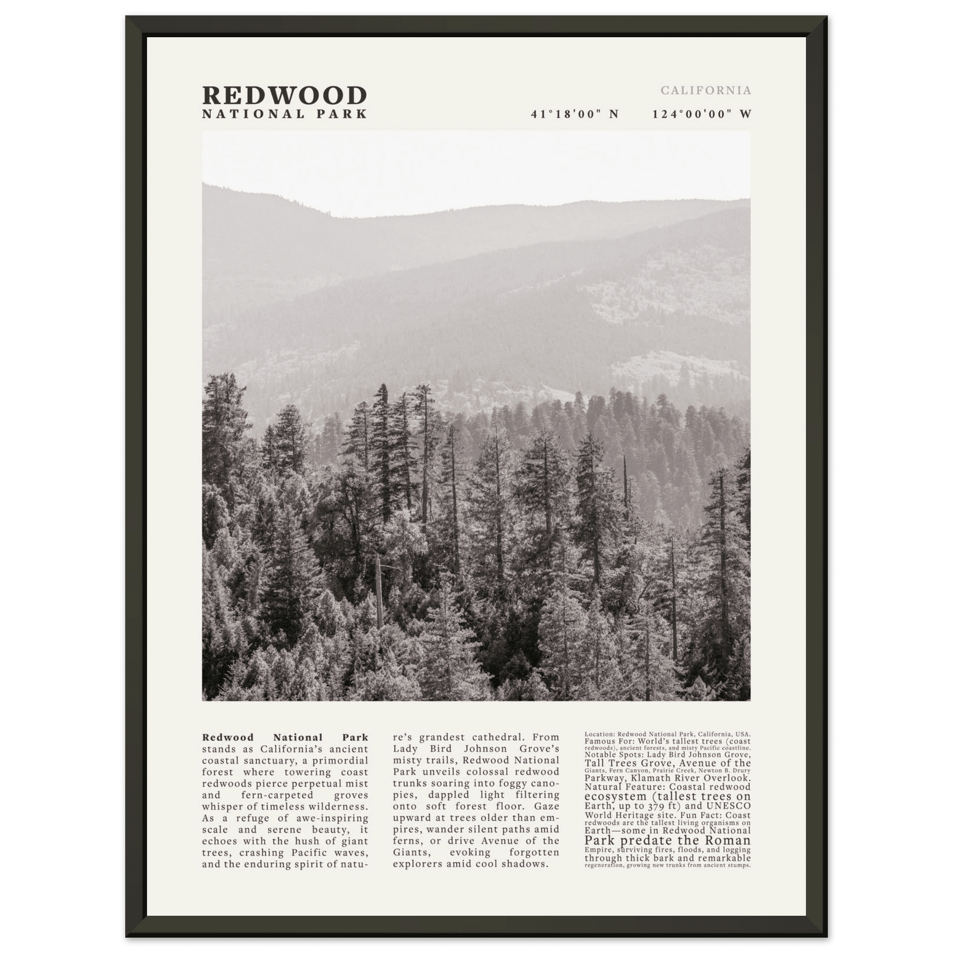 Redwood National Park Poster Black and White – Vintage Foggy Redwood Forest Print - Evergreen Posters