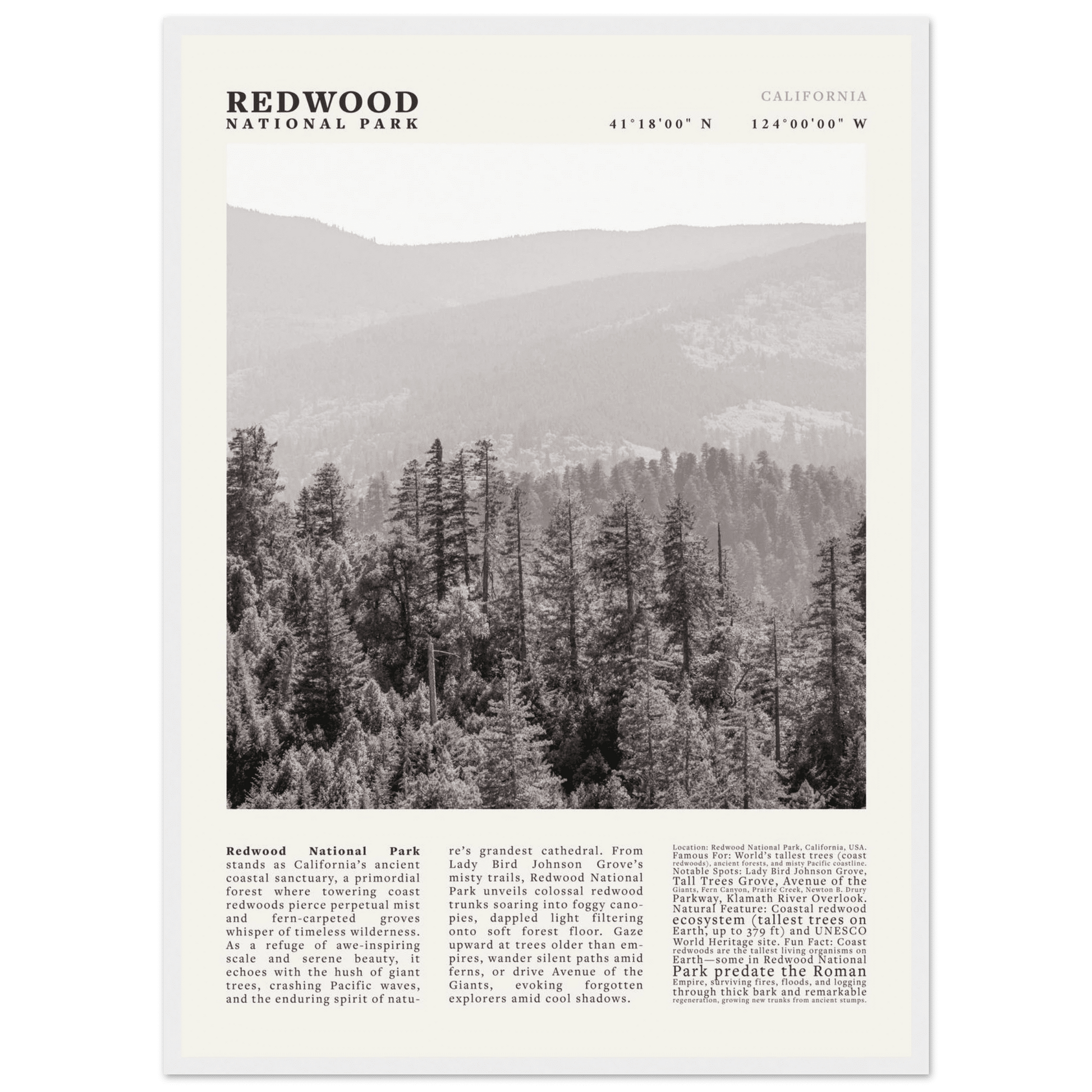 Redwood National Park Poster Black and White – Vintage Foggy Redwood Forest Print - Evergreen Posters