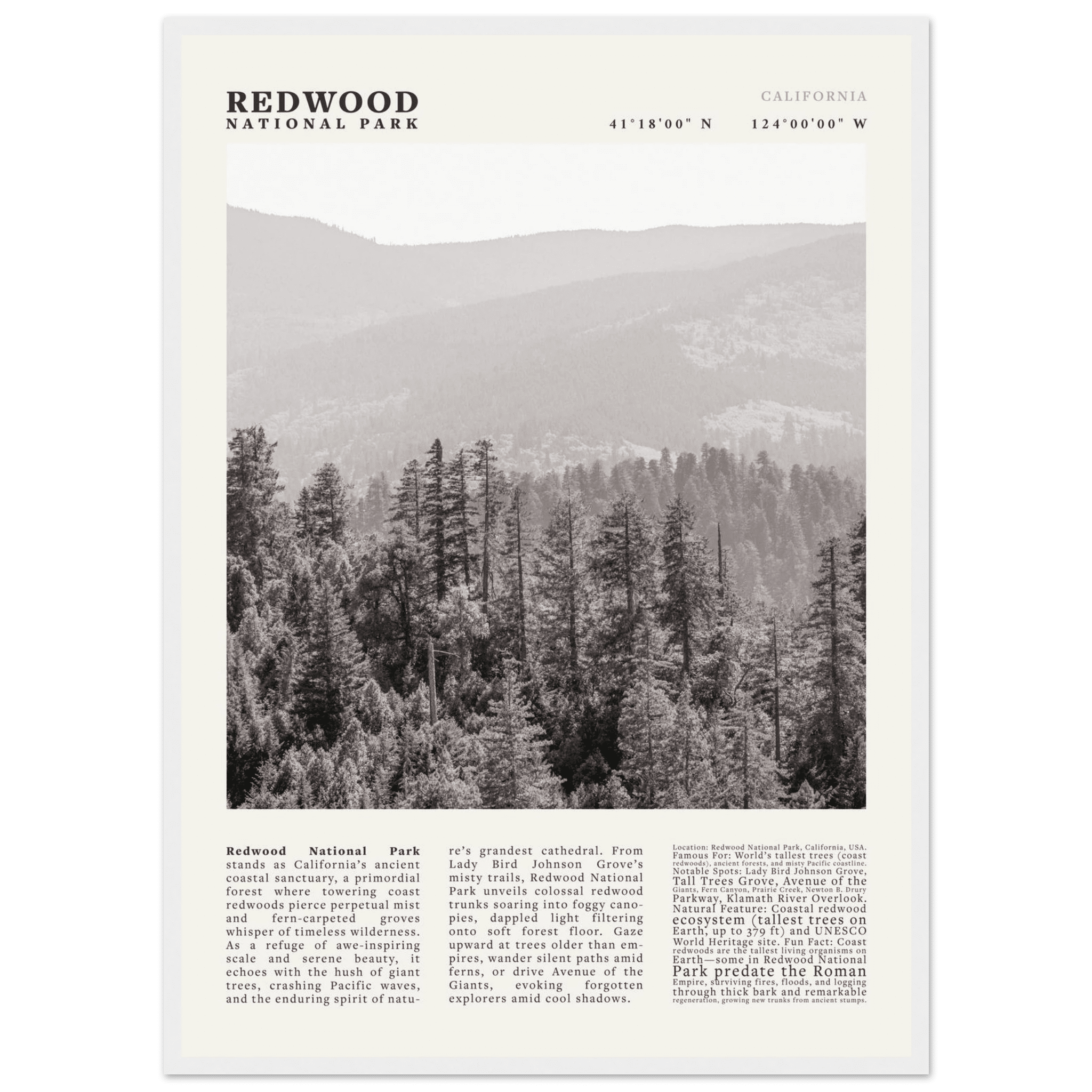 Redwood National Park Poster Black and White – Vintage Foggy Redwood Forest Print - Evergreen Posters