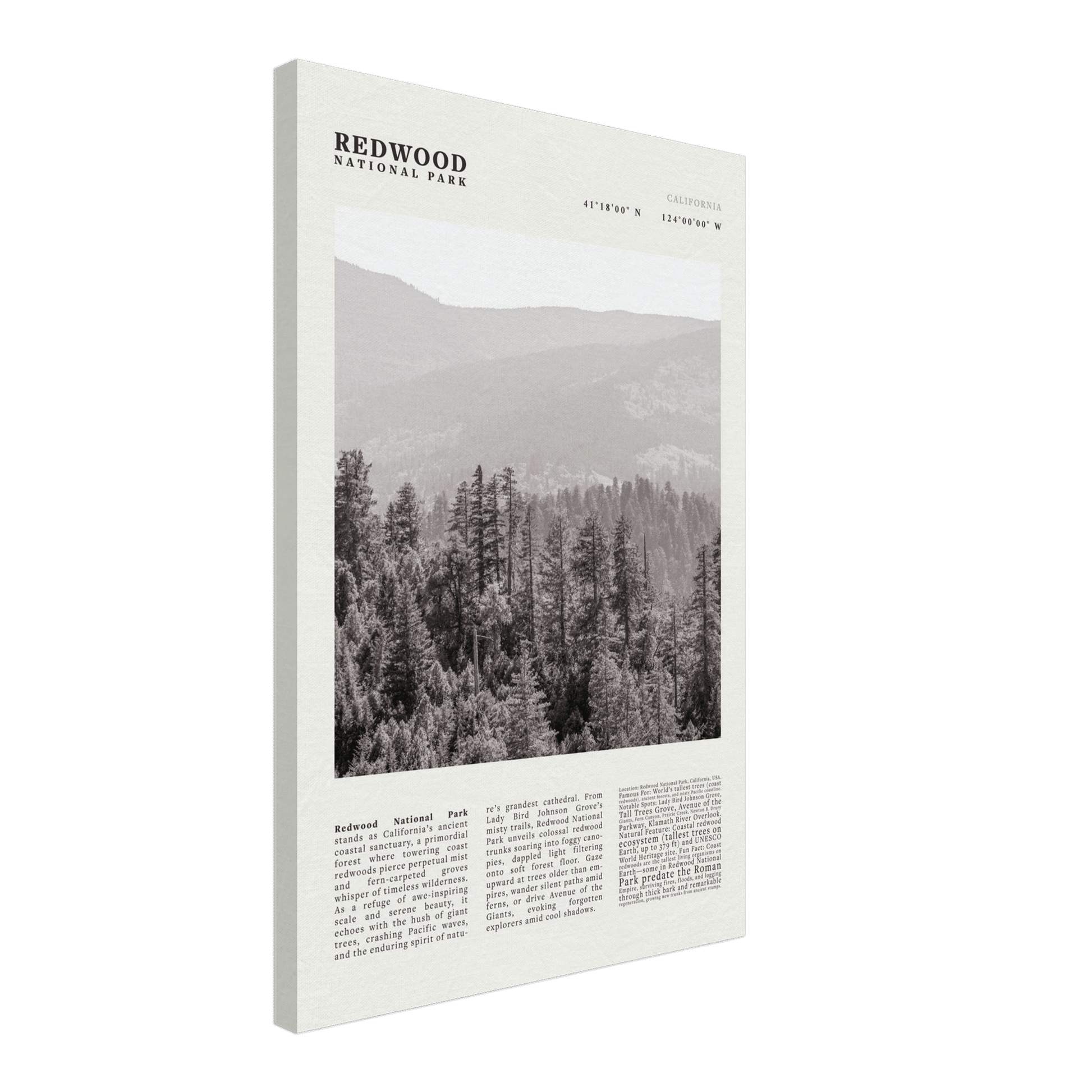 Redwood National Park Poster Black and White – Vintage Foggy Redwood Forest Print - Evergreen Posters