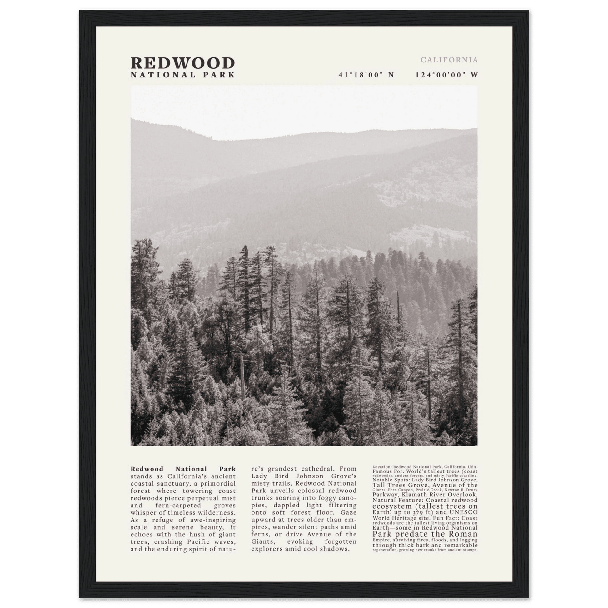 Redwood National Park Poster Black and White – Vintage Foggy Redwood Forest Print - Evergreen Posters