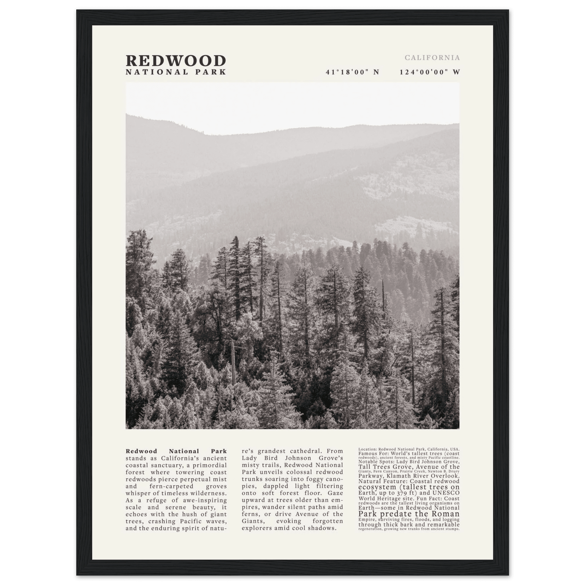 Redwood National Park Poster Black and White – Vintage Foggy Redwood Forest Print - Evergreen Posters