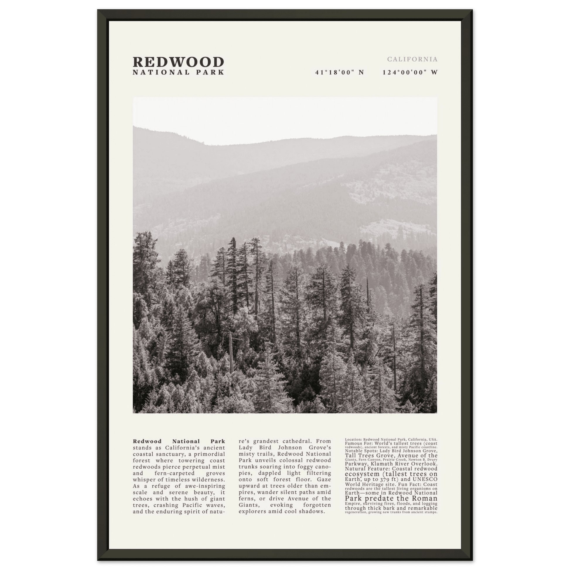 Redwood National Park Poster Black and White – Vintage Foggy Redwood Forest Print - Evergreen Posters