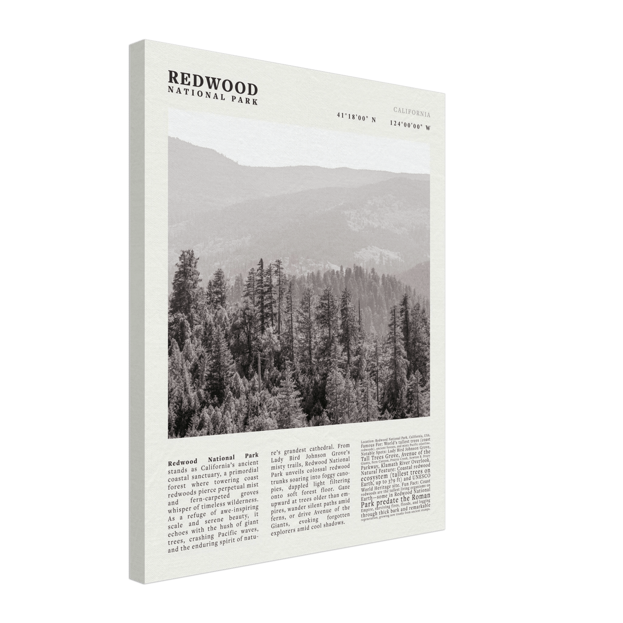 Redwood National Park Poster Black and White – Vintage Foggy Redwood Forest Print - Evergreen Posters